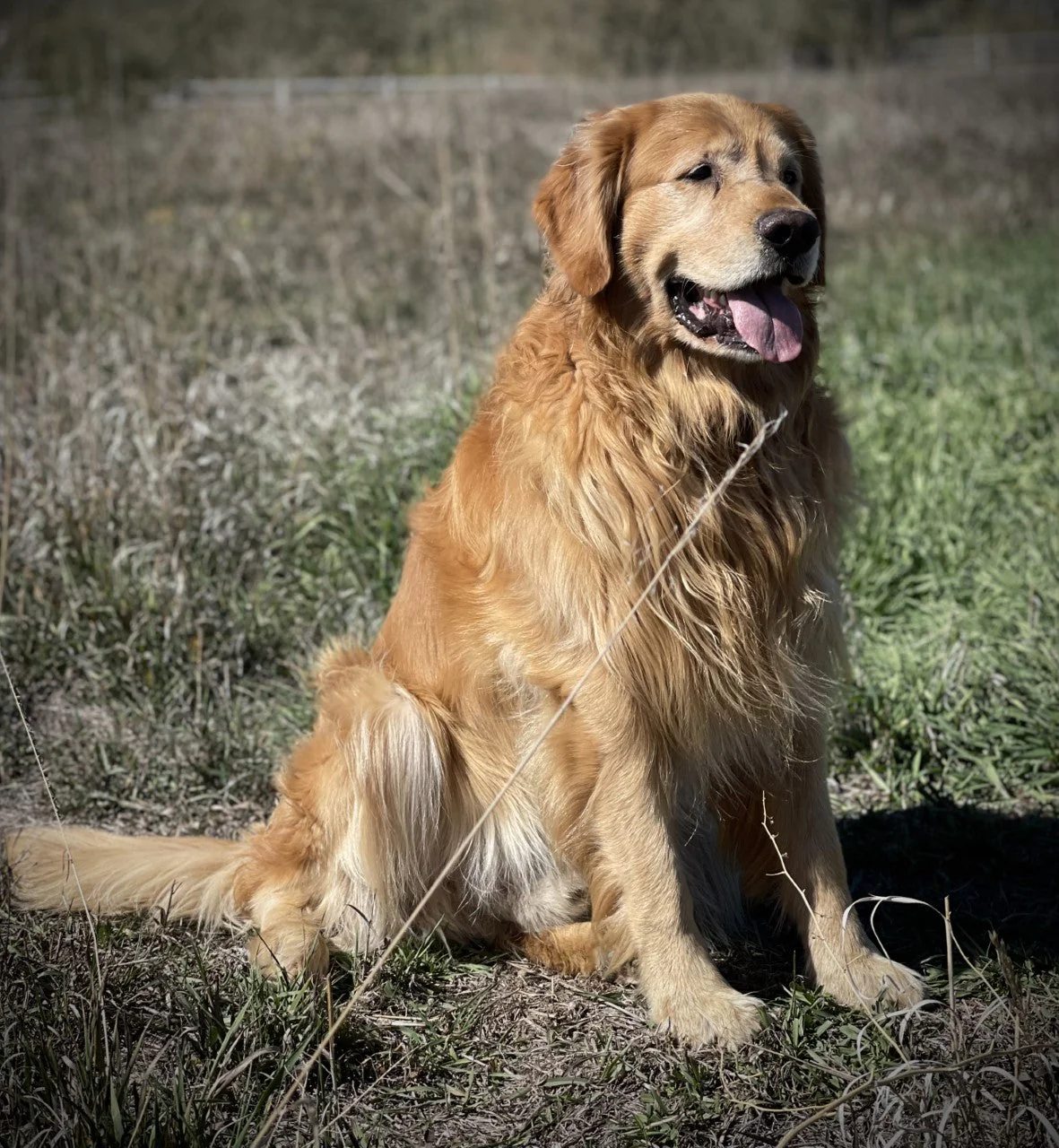 Bahamas Golden Retriever - Image 2