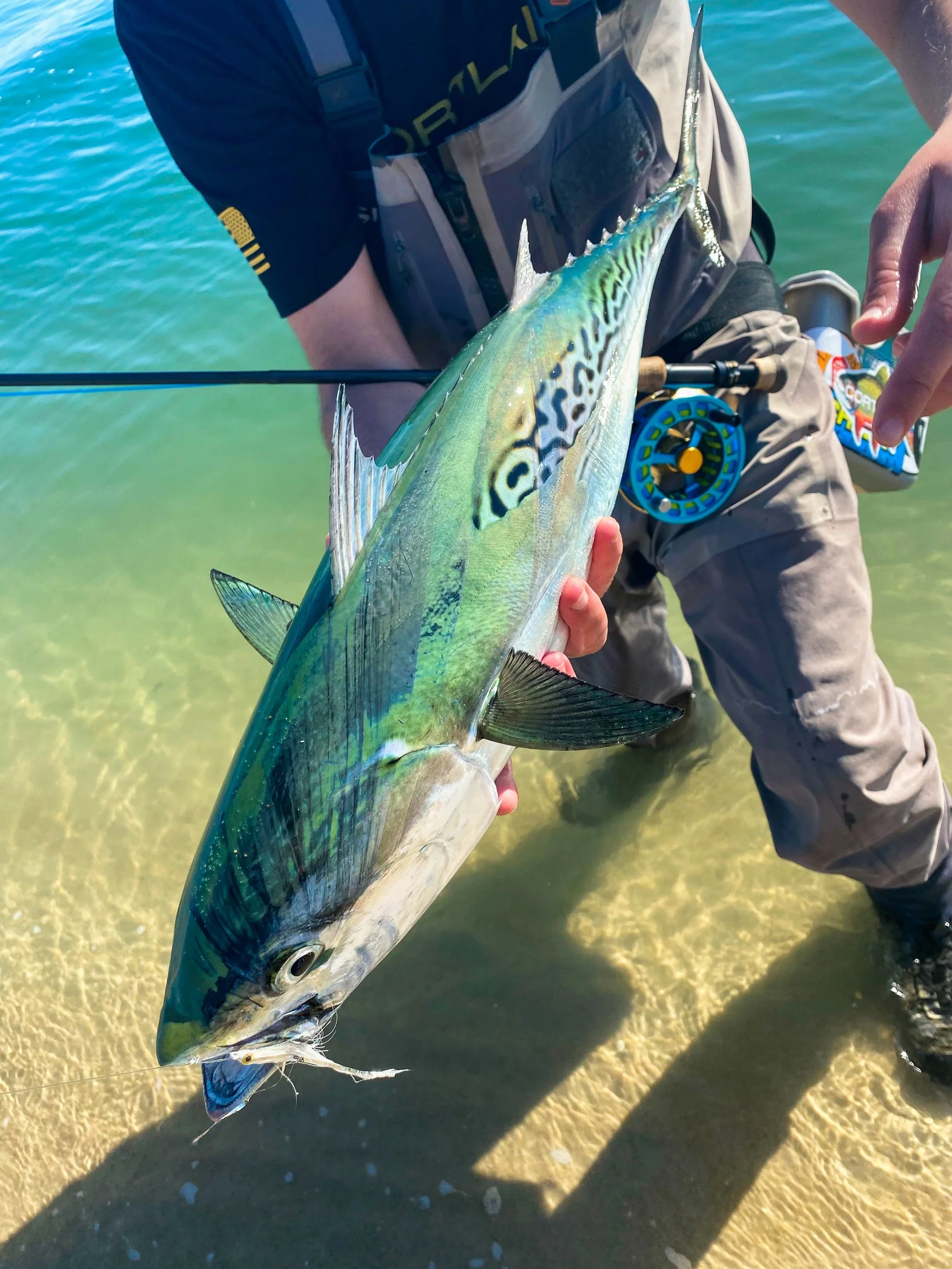 Cortland Striped Bass Intermediate - Image 4