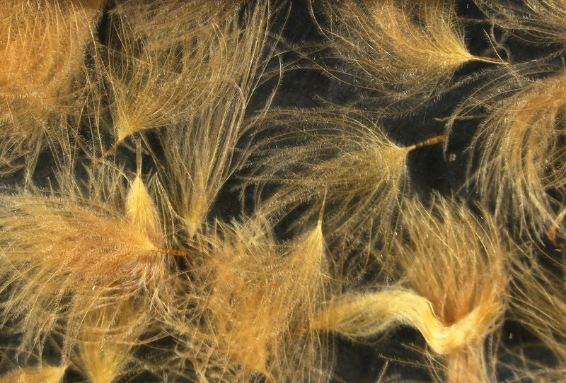 CDC Oiler Puffs - Image 16