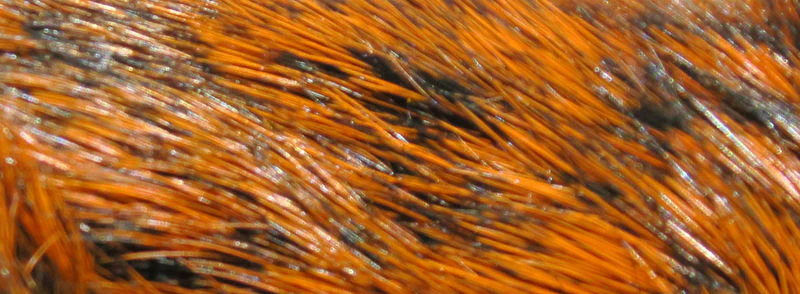 Dyed Grade #1 Hare's Mask - Image 9