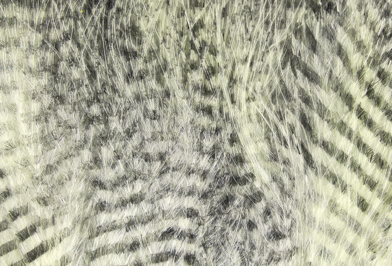 Fine Black Barred Marabou Feathers - Image 10