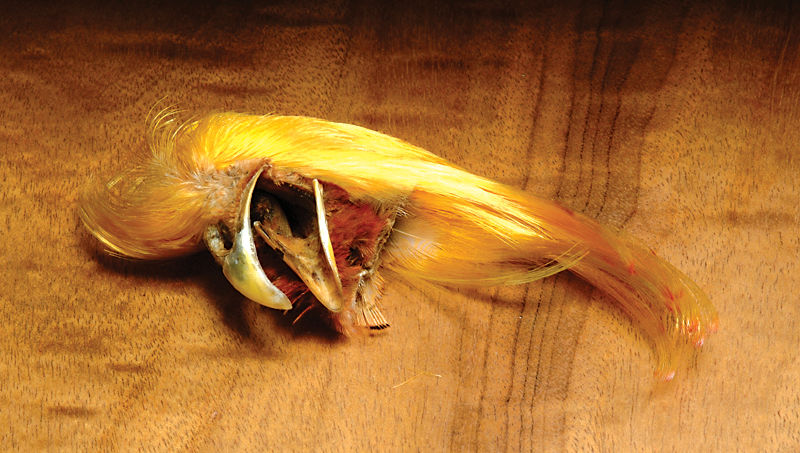 Golden Pheasant - Image 2