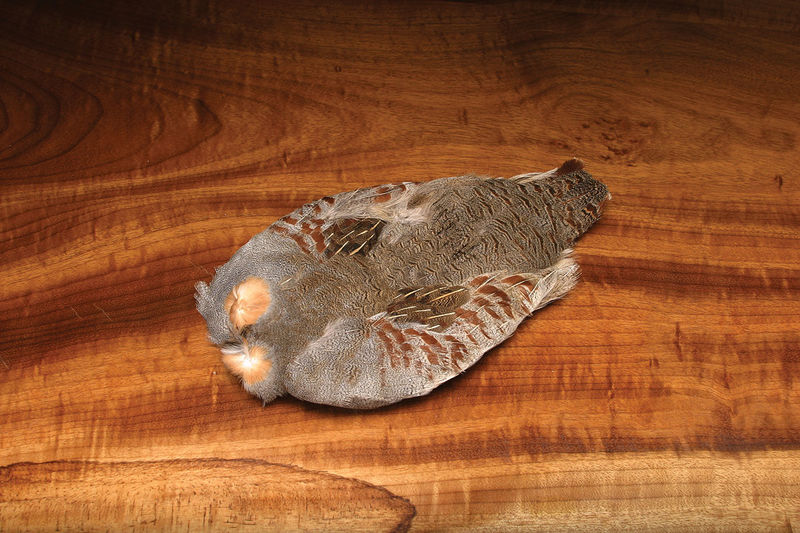 Hungarian Partridge Skin #1