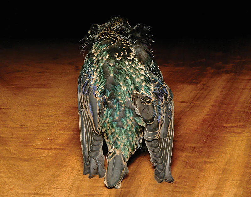 Starling Skins