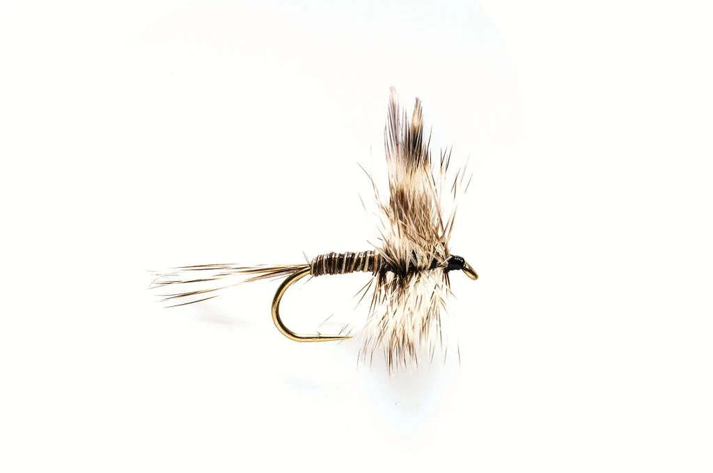 Mosquito