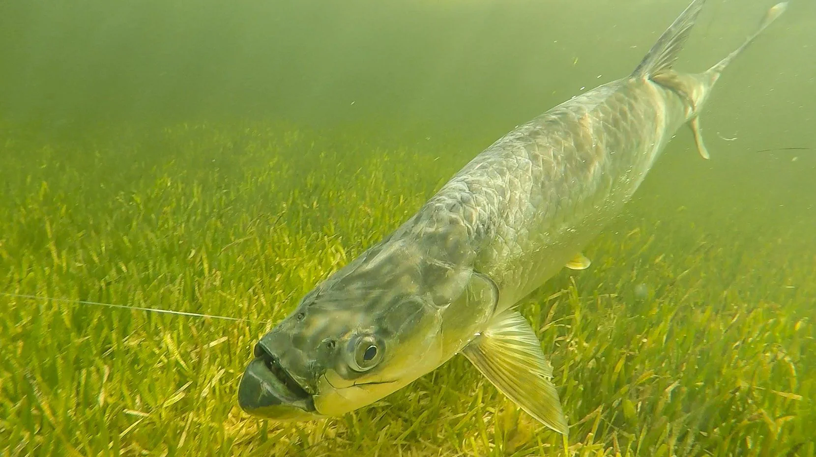 Tarpon - Image 4