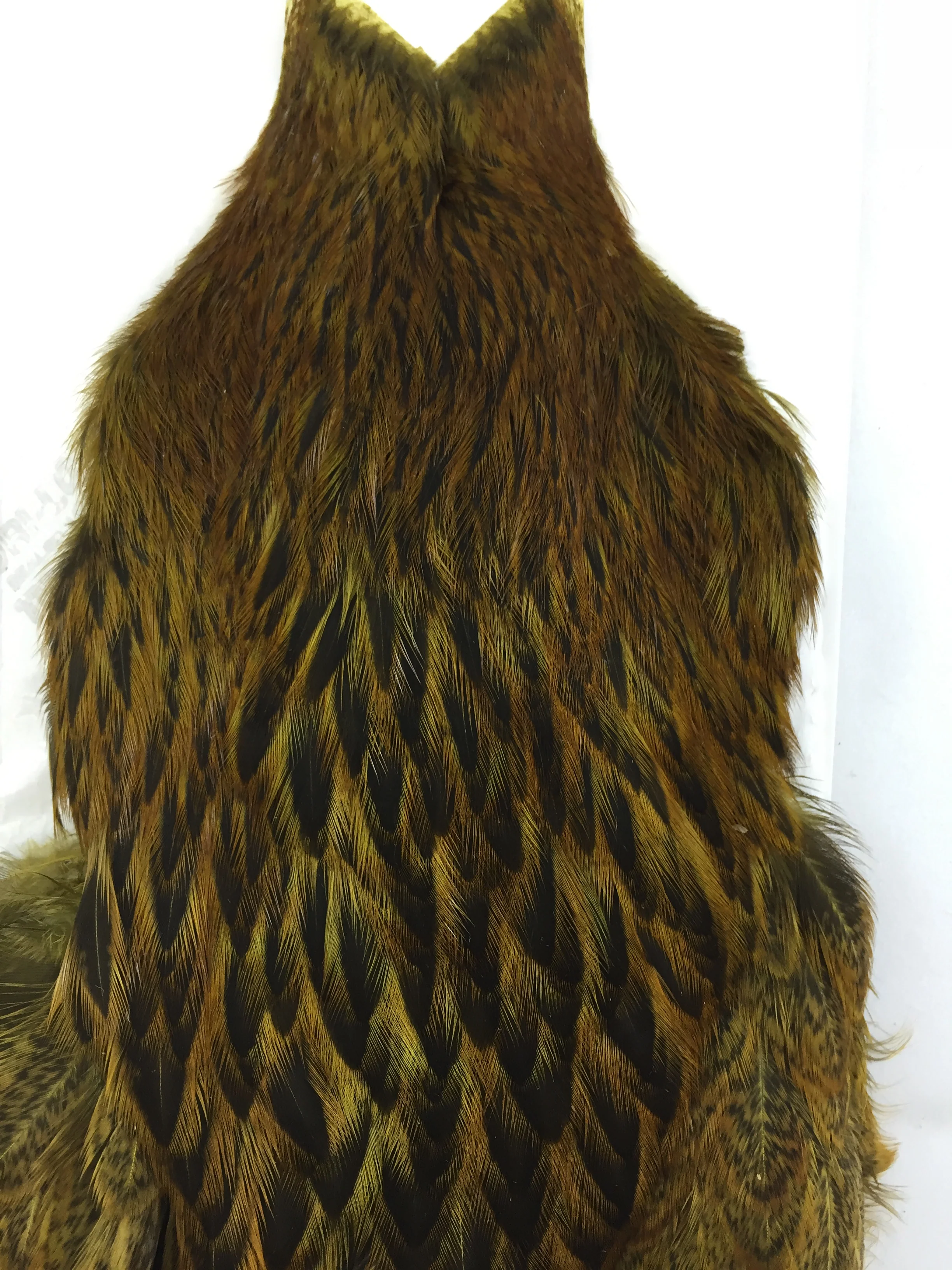 Whiting Brahma Hen SH/C - Image 4
